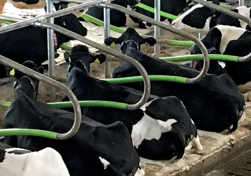 Cowcoon Hybrid Cow Stall